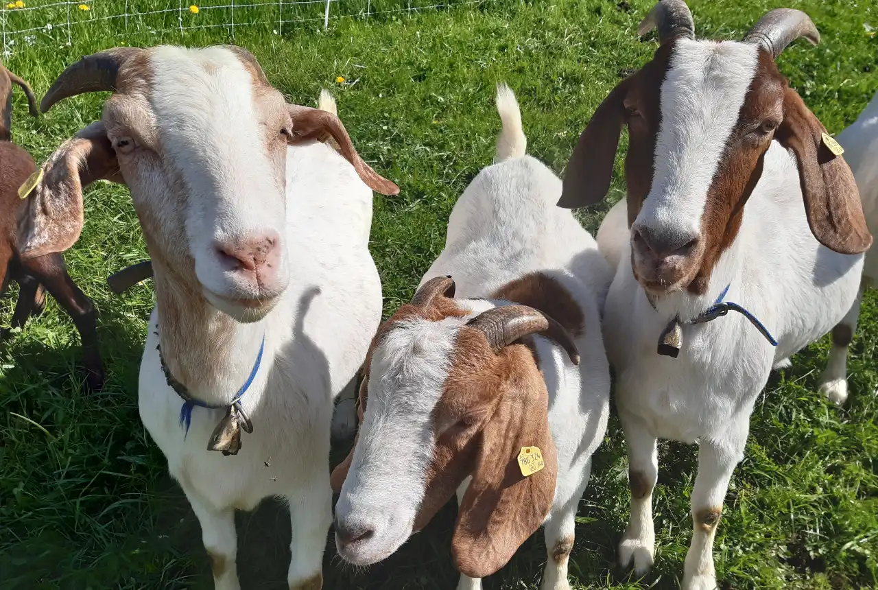 Abenteuer bauernhof g2